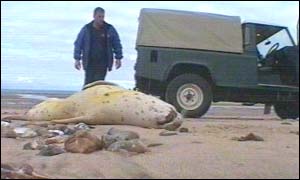 Dead seal