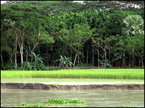 جنگل دریایی یا "مانگرو" 