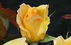 New roses (image: Rosa 'You Are My Sunshine')