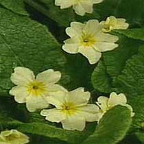 Primula vulgaris
